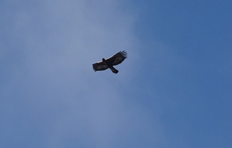 foto brutte 6: Aquila chrysaetos - Accipitridae (Aquila reale)